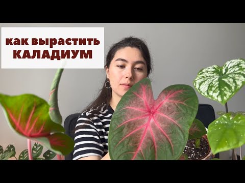 Видео: Каладиум / Как посадить клубень каладиума