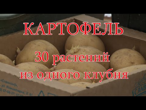 Видео: Мешок картошки из трех клубней