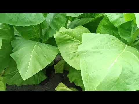 Видео: Табак. Начало уборки. 01.07.2025г.