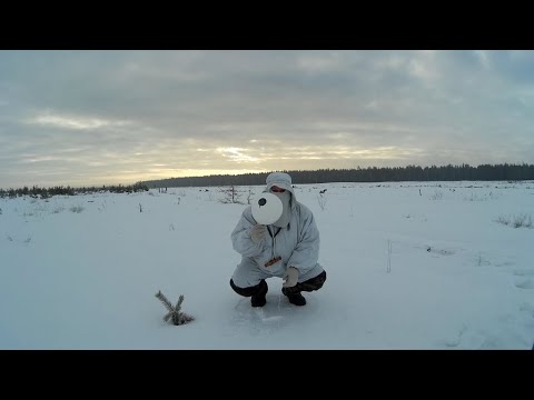 Видео: Хищники - стратегия обмана.