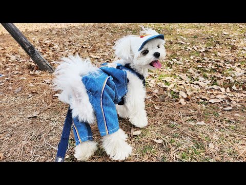 Видео: Мальтийский щенок, который должным образом поступил на реку Хан