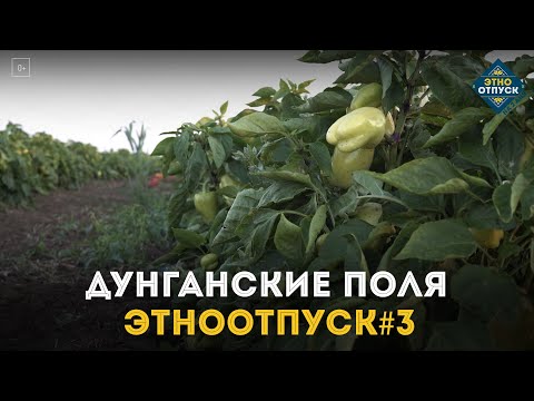 Видео: Этноотпуск на два дня. Сюжет о трудолюбии дунган