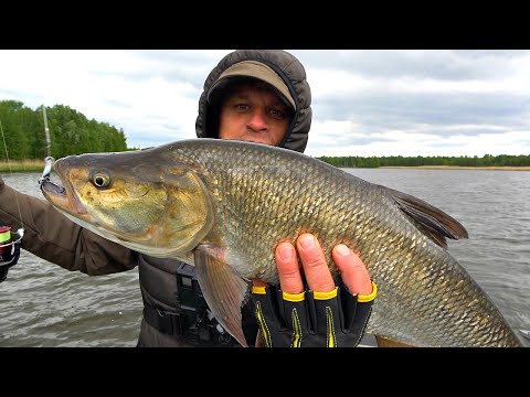 Видео: Самая азартная спиннинговая рыбалка! Как поймать жереха? Рабочие приманки, правильная тактика!