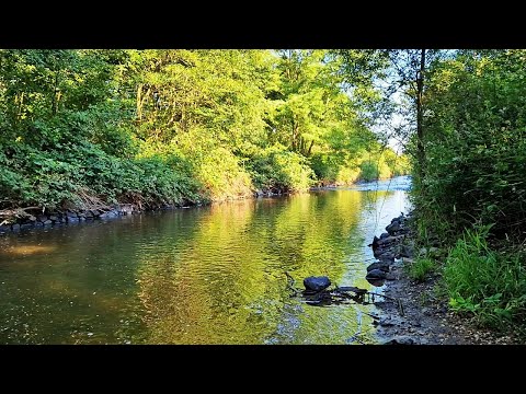 Видео: ГОЛАВЛЬ на вишню!!!