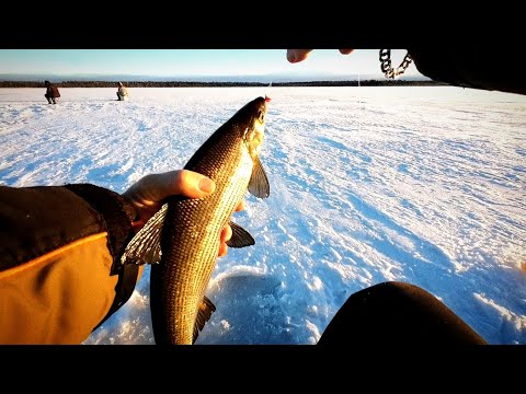 Видео: Гигантская Пелядь 5 дней на о.Светлое #пелядь #Сибирь #Белоярский #рыбалка #fishing #winter fishing