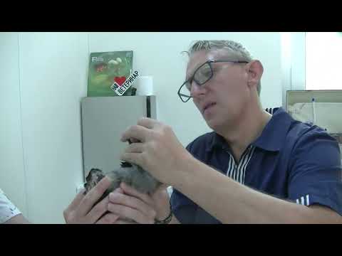 Видео: Ш.В.О  Как правильно подстригать клюв серой вороне.  02 07 2024