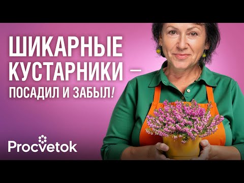 Видео: ВЫРАСТУТ ДАЖЕ НА КАМНЯХ! 10 роскошных кустарников для неплодородной почвы