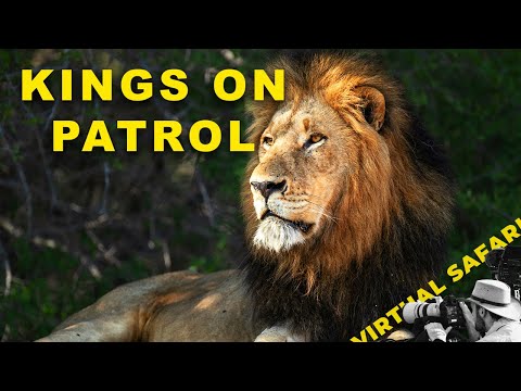 Видео: Эти львы огромны — самцы Гидзимы патрулируют | Виртуальное сафари №294