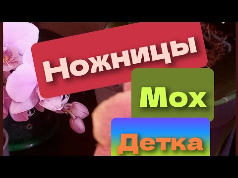 Видео: 14.10.2025. Ножницы. Мох. Детка.