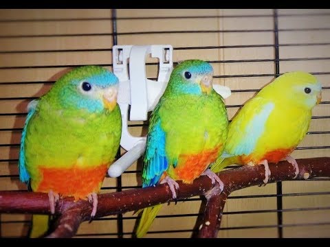Видео: Содержание травяных попугаев. Что можно и нельзя давать птицам