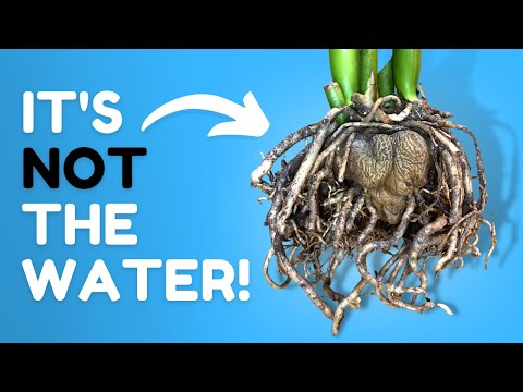 Видео: Шокирующая правда о корневой гнили. Большинство людей ошибаются.