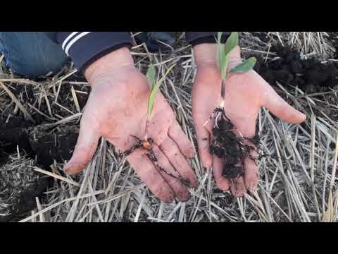 Видео: Кукуруза на No-Till - важные нюансы при уборке предшественника, защита