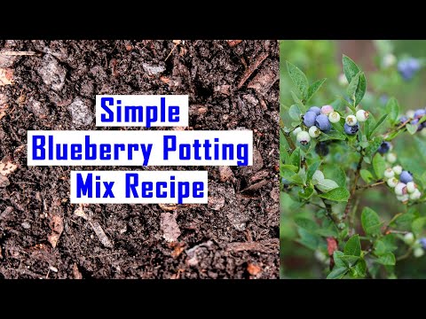 Видео: Простой рецепт кислой почвенной смеси для выращивания черники в контейнерах