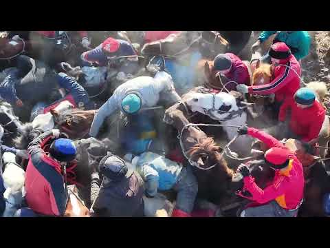 Видео: 01.02.2025 Абай орта мектебі 2005-жылы бітірген түлектер1988-жылғы азаматтардың20жылдық көкпар тойы