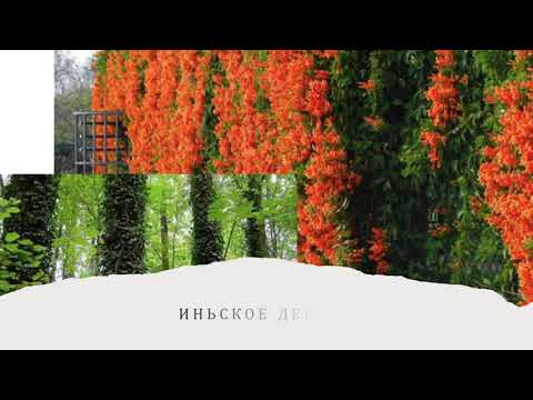 Видео: ВАШ ДЕНЬ РОЖДЕНИЯ - ИНЬСКОЕ ДЕРЕВО НА ЗМЕЕ.  ВАШ КОД СУДЬБЫ