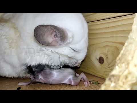Видео: Шиншилла Тиара рожает.