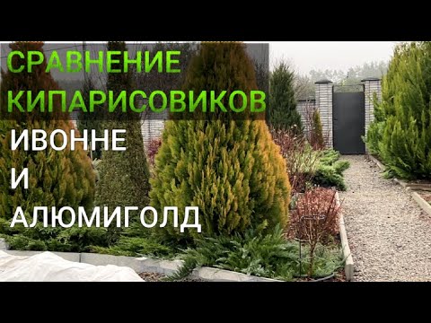 Видео: ЧЕМ ОТЛИЧАЕТСЯ КИПАРИСОВИК ИВОННЕ от АЛЮМИГОЛД|Какой кипарисовик быстрее растет: Ивонне или Элюми