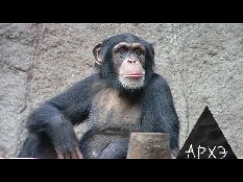 Видео: Зоя Зорина: "Разум и инстинкт в поведении животных"