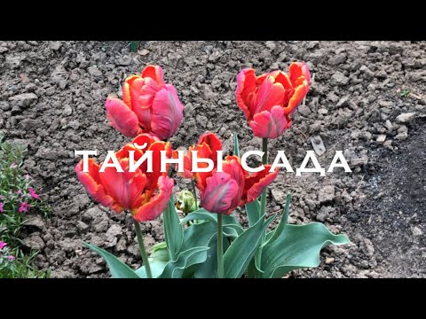 Видео: Тюльпаны, сорта которых рекомендую всем. Часть 1