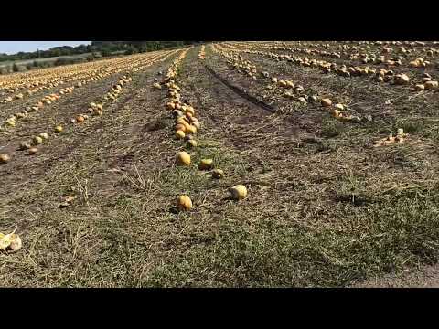 Видео: Огляд гарбуза перед збиранням. Валкування.