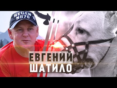 Видео: Евгений Шатило о породных особенностях САО