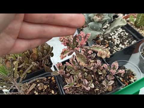 Видео: Каланхоэ Серрата Вариегатное "Розовые бабочки" (kalanchoe pink butterflies): уход, размножение и т.д