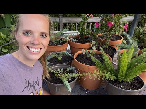 Видео: Подготовка мандевиллы, эвкалипта и розы к зиме и сбор груш! | Просто цветение