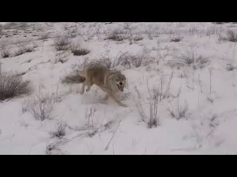 Видео: ОХОТА НА ВОЛКА hunting wolves