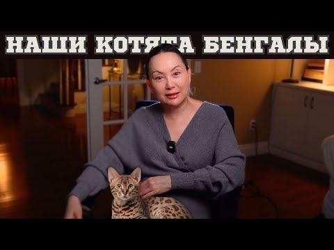 Видео: Первый Месяц С Котятами В Канаде: Расходы, Еда, Шок От Цен 😱