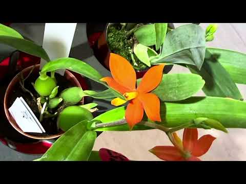 Видео: Что купила на выставке орхидей в Берлине 🥰#orchid #flowers #plants #paphiopedilums 