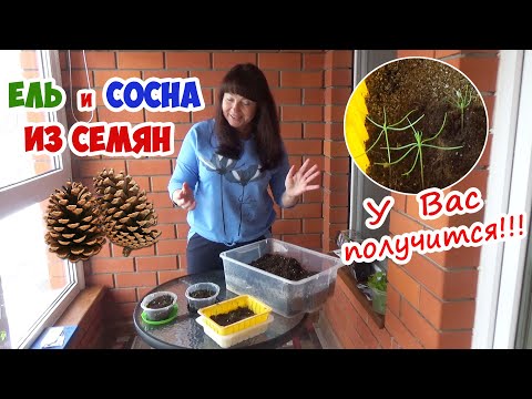 Видео: Голубая ЕЛЬ, СОСНА или ТУЯ из семян шишки. Это просто!