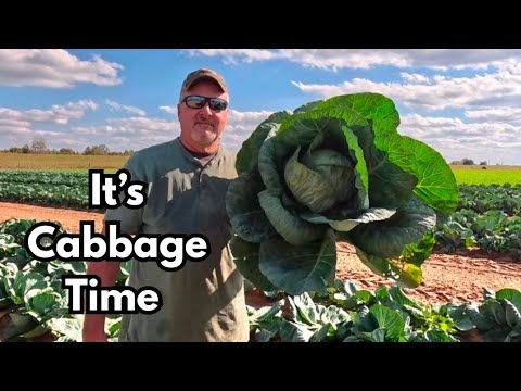 Видео: Сезон капусты уже наступил