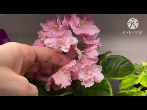 Видео: Разговоры о фиалках. Не для слабонервных.