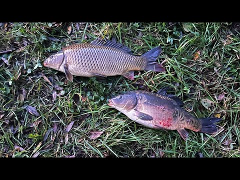 Видео: Крупный карп и форель в Беларуси на поплавок!