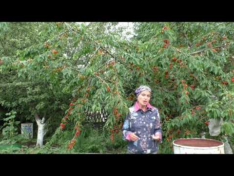 Видео: Чтобы огурцы не болели