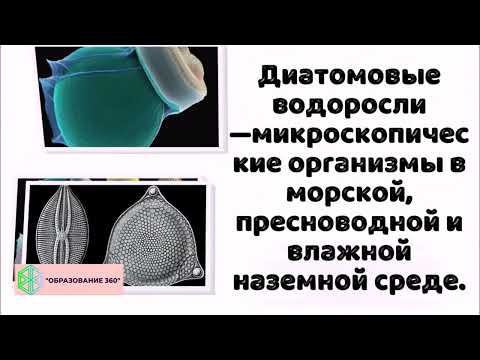 Видео: УРОК 4|7 класс. Многообразие водорослей