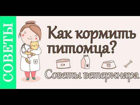 Видео: Как кормить собаку, кошку. #Советы_ветеринара