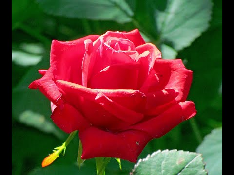 Видео: Валентина Пудова Я-роза алая! 🌹