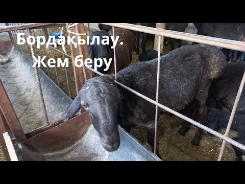 Видео: Бордақылау. Жем беру.#мал#қой#қошқар#бордақылау#семірту#малбазар #қой #мал 