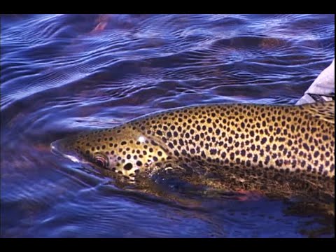 Видео: Кольский. Варзина.Протока Козель.