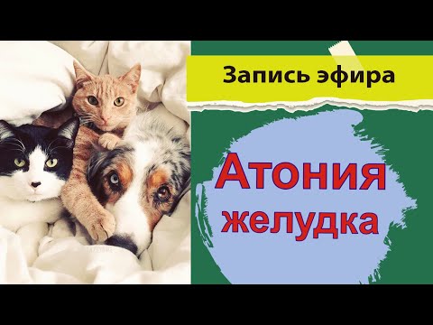 Видео: Атония желудка - признаки -причины - симптомы - лечение