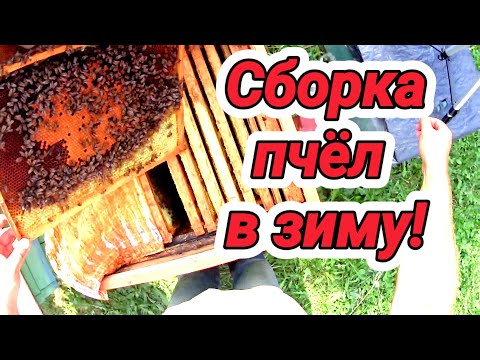 Видео: Как собрать пчёл в зиму?