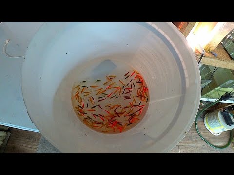 Видео: Заколдованный круг с Данио 🤷‍♂️