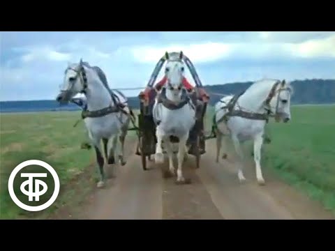 Видео: Кони. На советских конезаводах (1973)