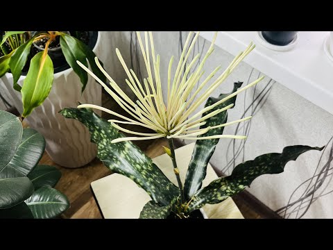 Видео: Сансевиерия Кирки, цветение | Sansevieria Kirkii Blooming