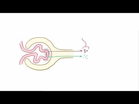 Видео: Постстрептококковый гломерулонефрит лекция Osmosis