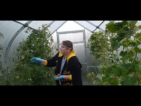 Видео: посадили можжевельник/ /собираем урожай/ /осень 2025г //