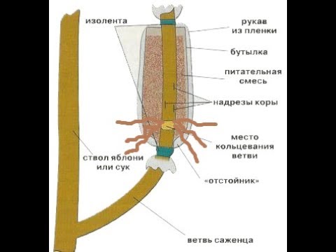 Видео: Воздушные отводки - метод размножения деревьев