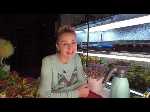 Видео: ЭКЗАКУМ (ПЕРСИДСКАЯ ФИАЛКА).КАК ПОСЕЯТЬ СЕМЕНА ЭКЗАКУМА.2022