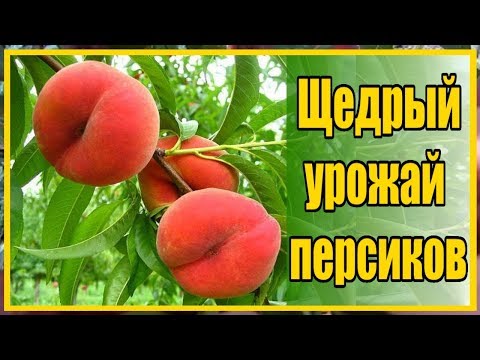 Видео: ХОЧЕШЬ БЫТЬ С ПЕРСИКАМИ ДЕЛАЙ ТАК! / ВЫРАЩИВАНИЕ ПЕРСИКОВ В СУРОВОМ КЛИМАТЕ